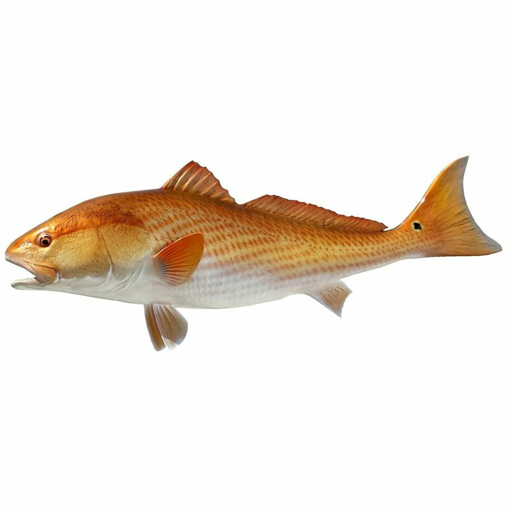 Side profile Redfish mount showing vibrant reddish-gold scales and white belly
