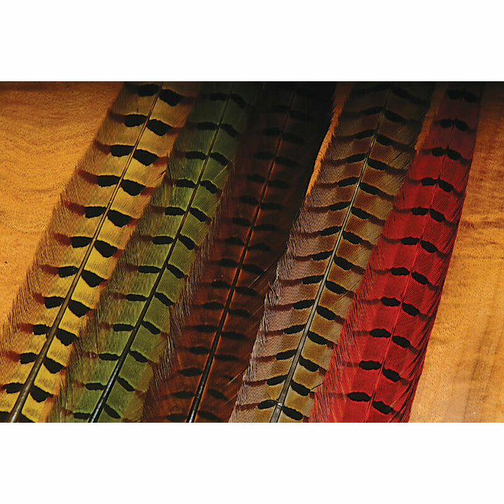 Ringneck Pheasant Tail Feathers