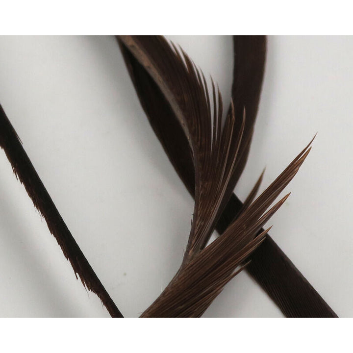 Dark brown stripped goose biots with single-sided barbs for fly tying
