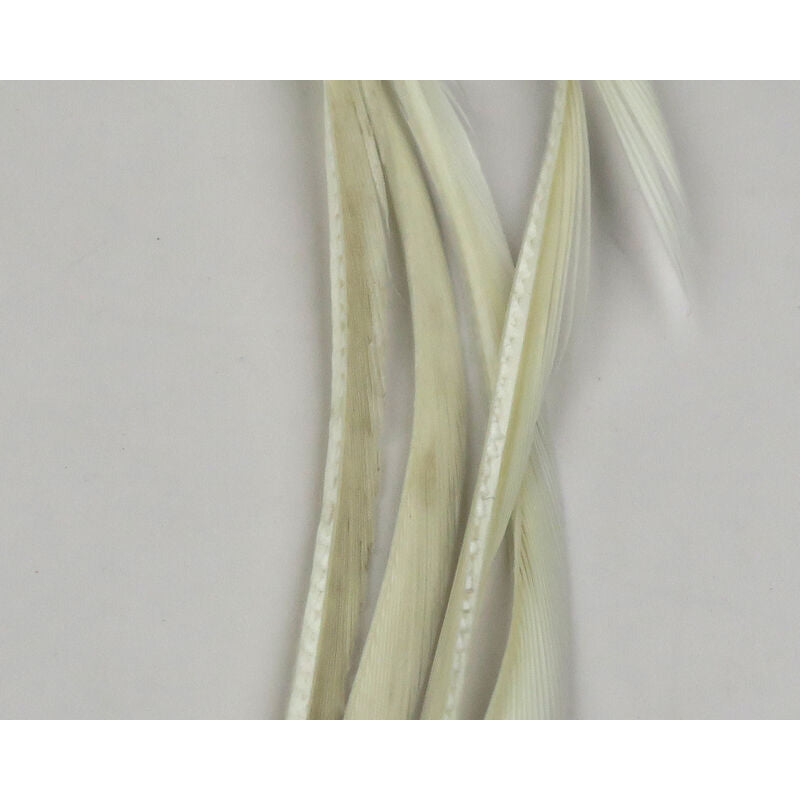 Cream colored stripped goose biots with smooth translucent quill shaft